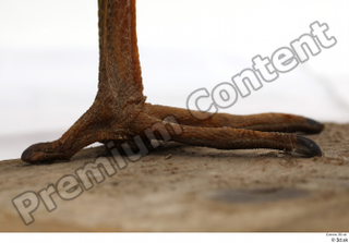 Black stork foot 0012.jpg